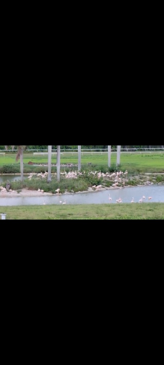 American Flamingo - Allen HENDRICK 864.360.5468