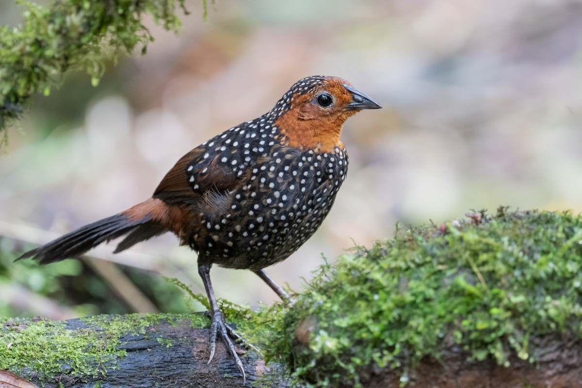 Ocellated Tapaculo - ML616959852