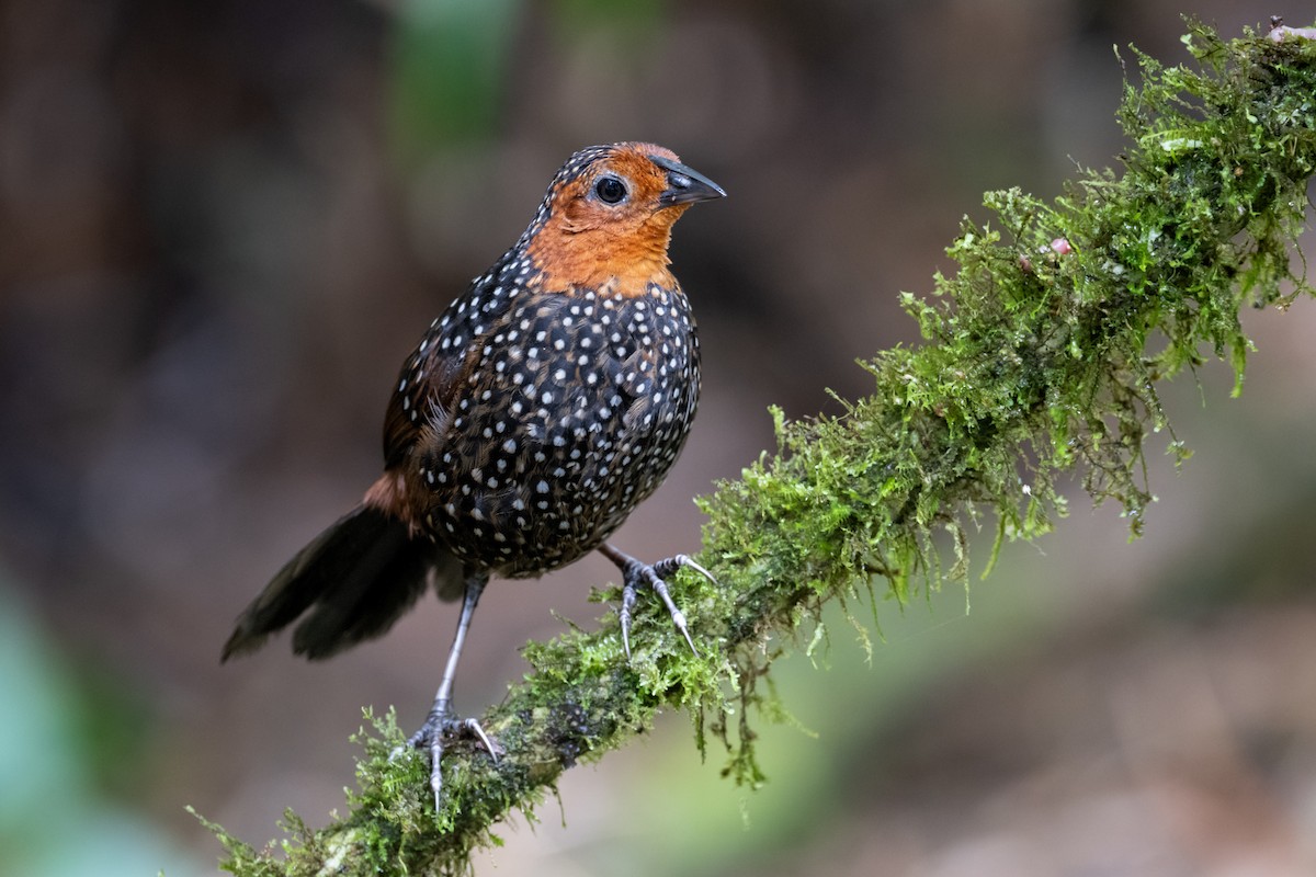 Ocellated Tapaculo - ML616959853