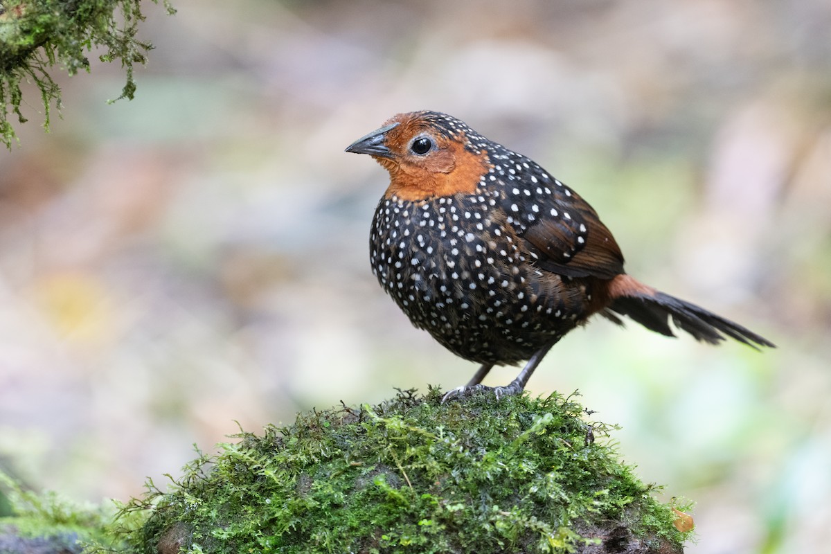 Ocellated Tapaculo - ML616959854