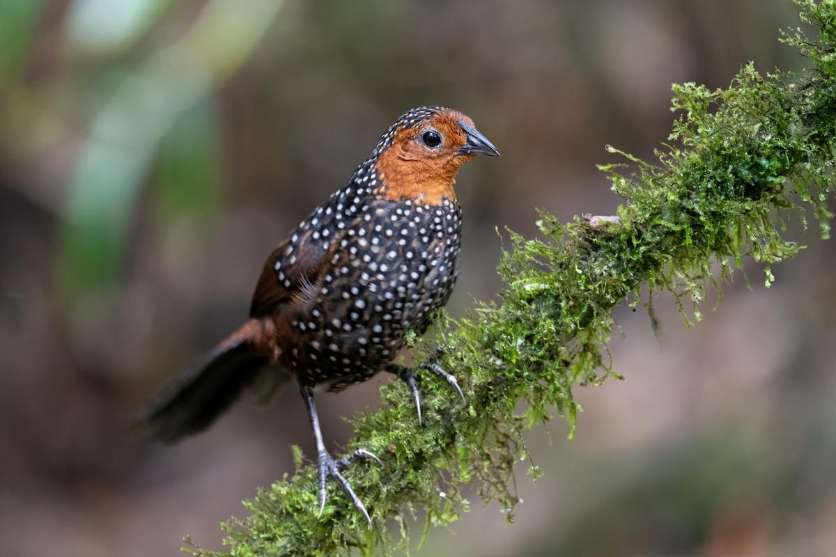 Ocellated Tapaculo - ML616959855