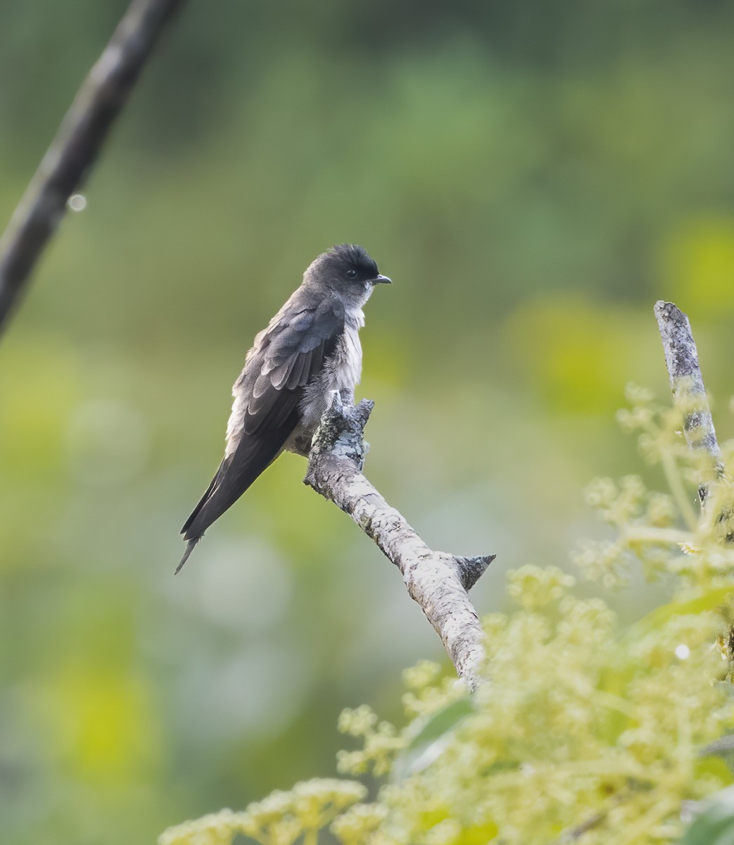 White-thighed Swallow - ML616959897