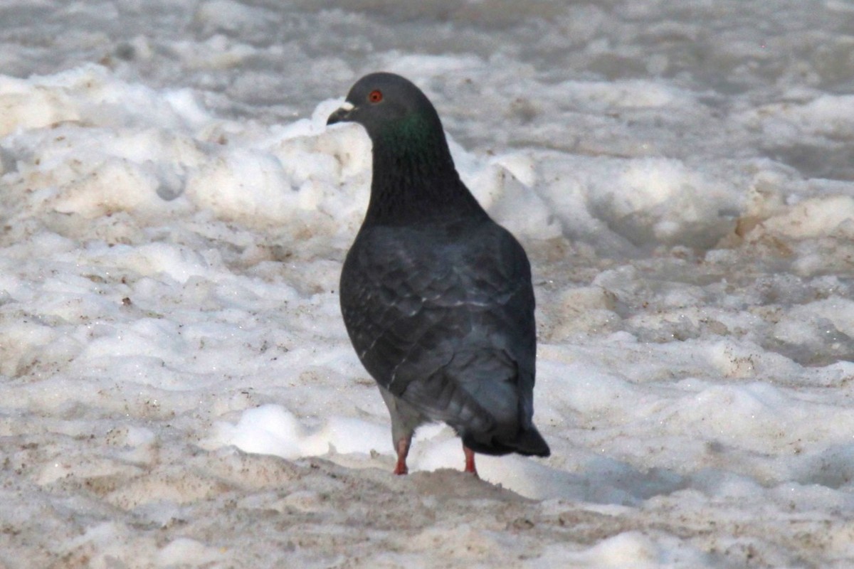 Rock Pigeon (Feral Pigeon) - Jedediah Smith