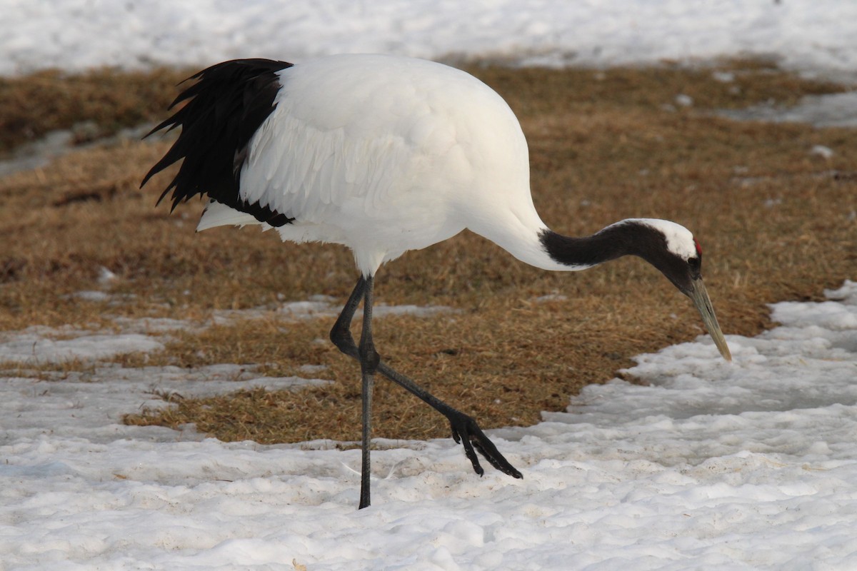 Red-crowned Crane - ML616959923