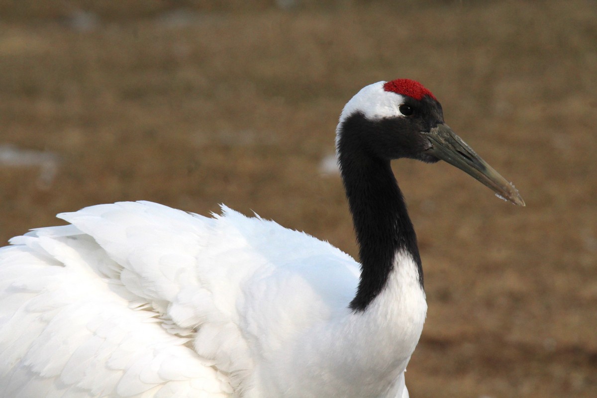Red-crowned Crane - ML616959925
