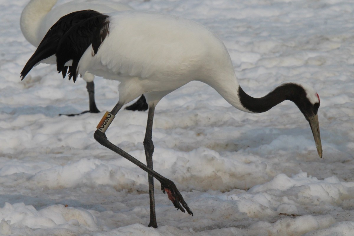 Red-crowned Crane - ML616959927