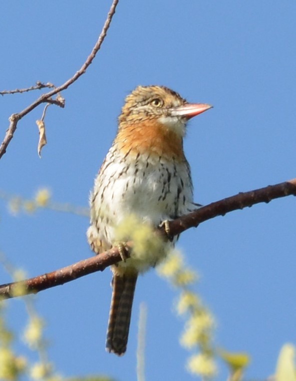 Spot-backed Puffbird (Chaco) - ML616959990
