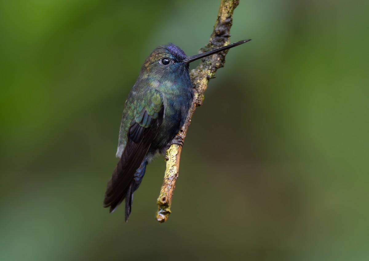 kolibřík modročelý - ML616960014