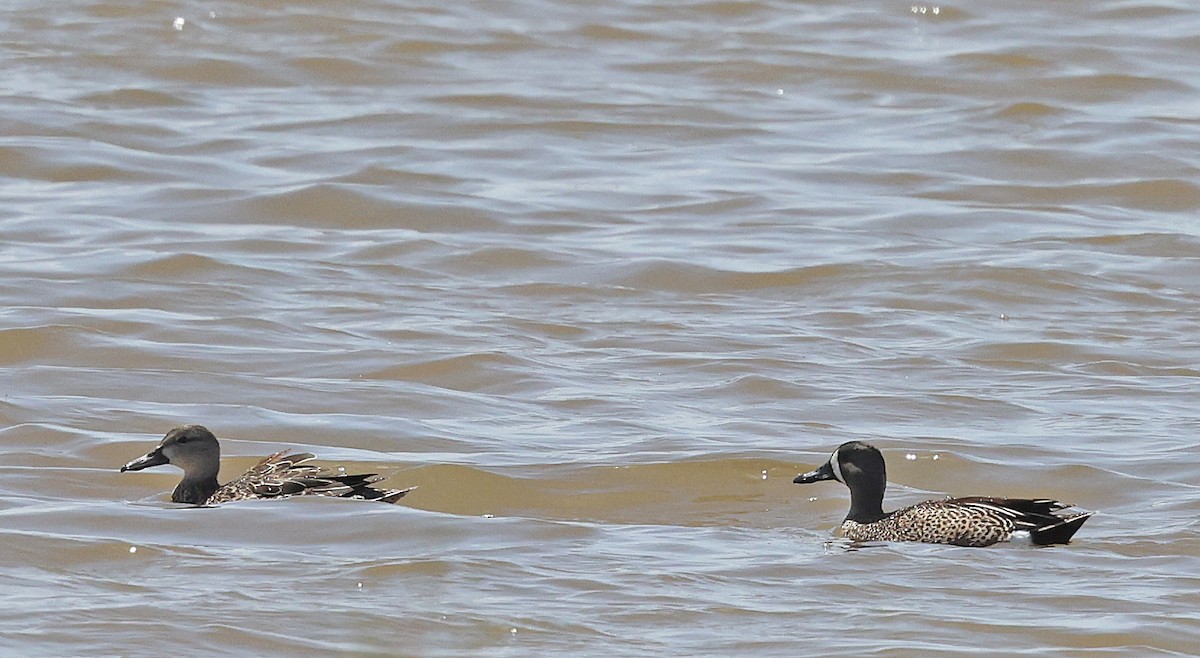 eBird Checklist 5 Apr 2024 Higley and Ocotillo Rds. ponds 22 species