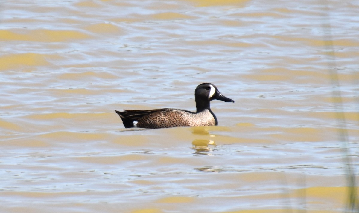 Blue-winged Teal - ML616960084