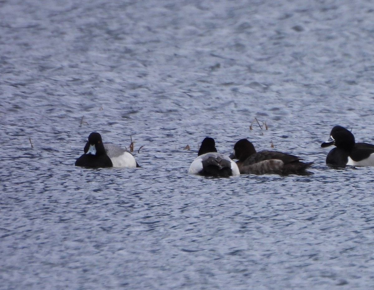 Greater Scaup - ML616960210