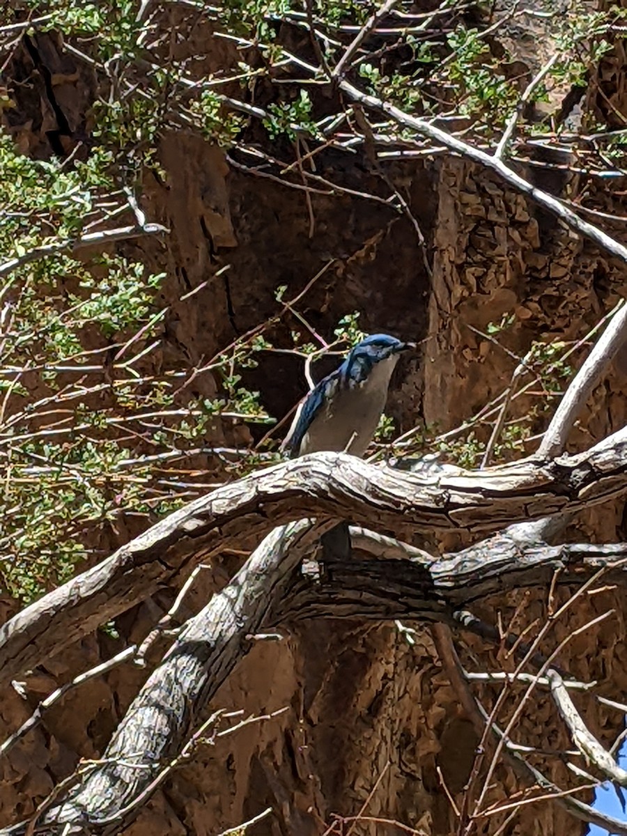 Mexican Jay - ML616960213