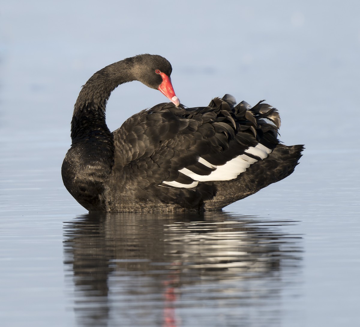 Black Swan - ML616960220