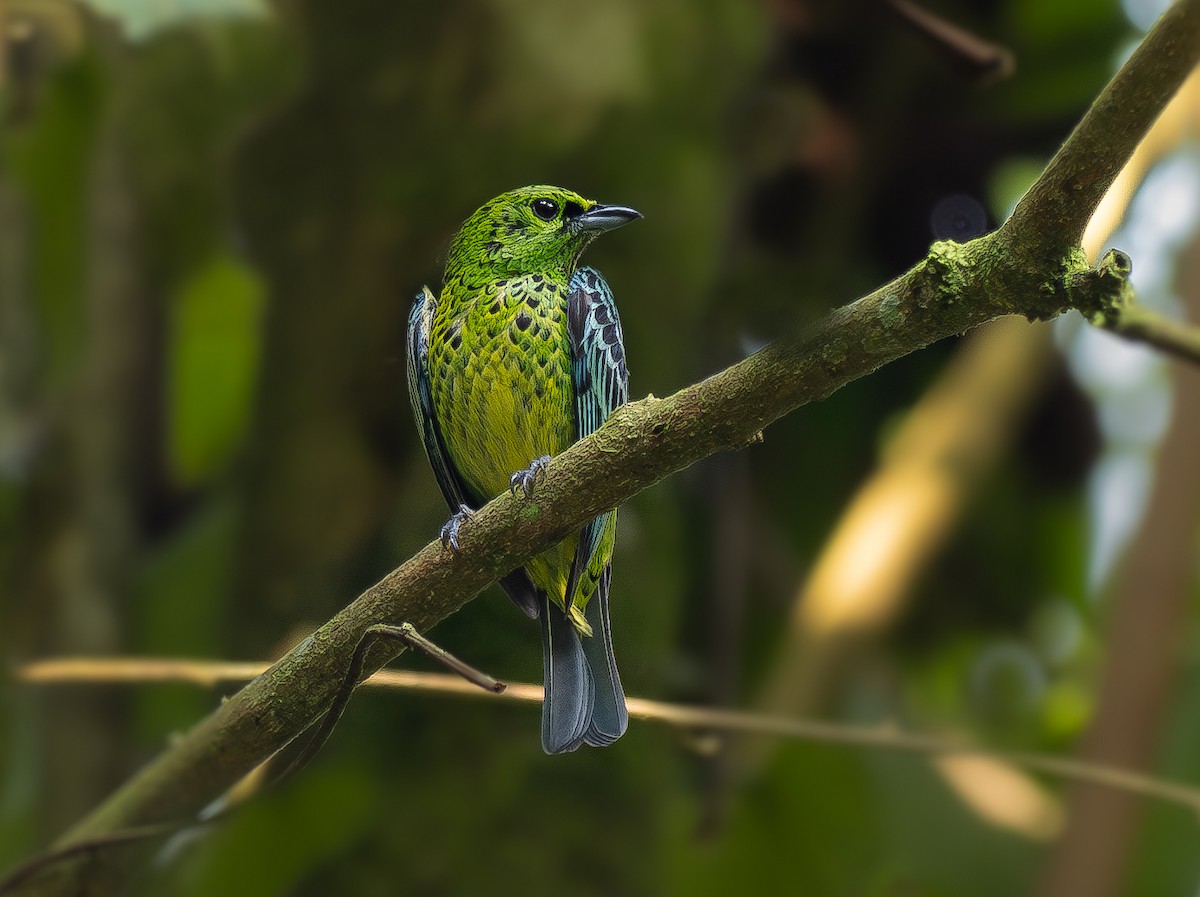 Yellow-bellied Tanager - ML616960259