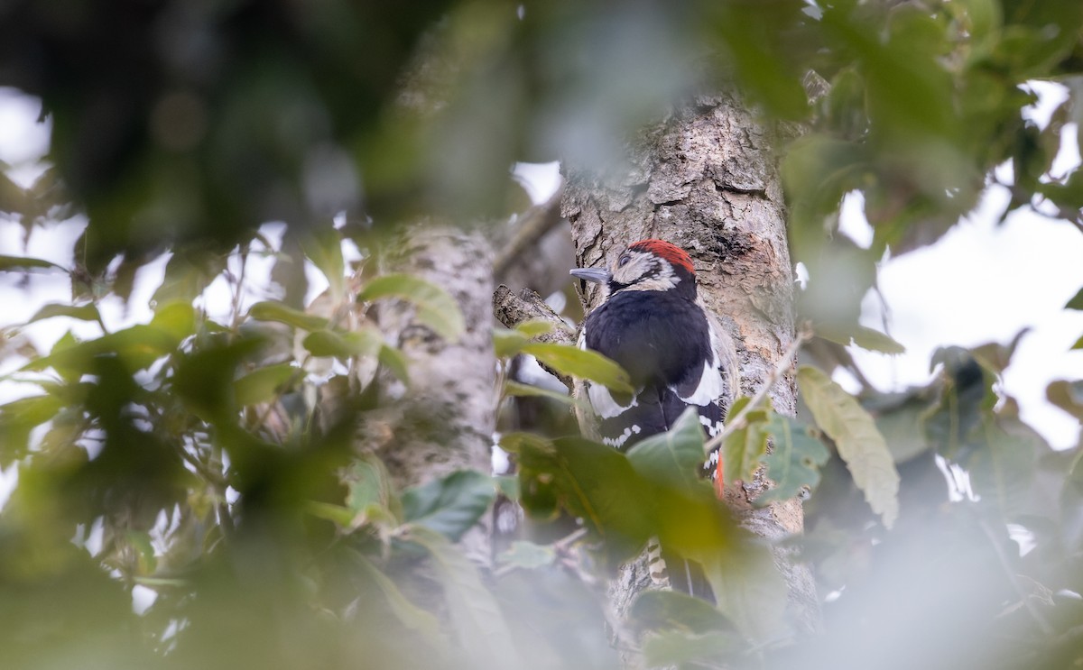 Himalayan Woodpecker - ML616960351