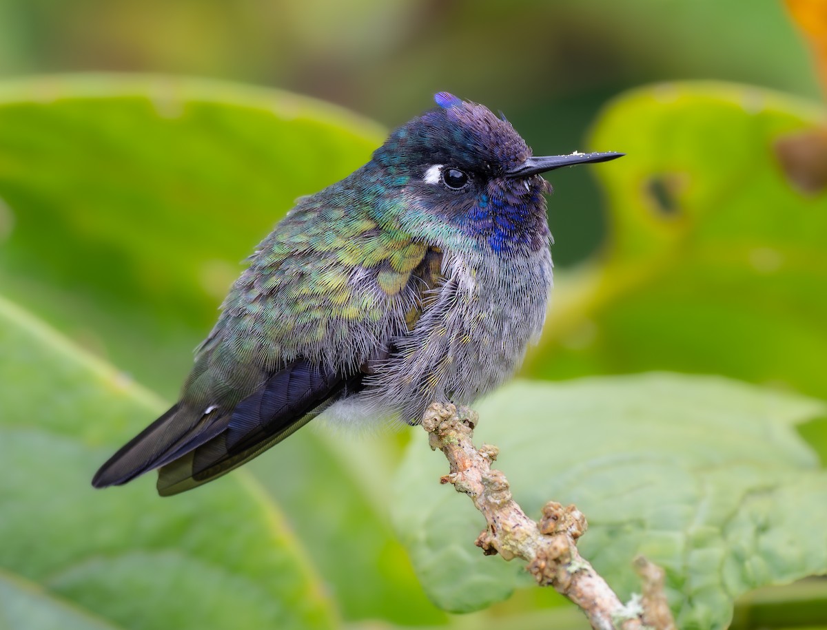 Violet-headed Hummingbird - ML616960396