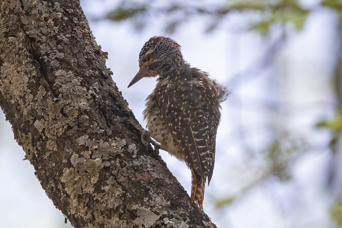 Nubian Woodpecker - ML616960441