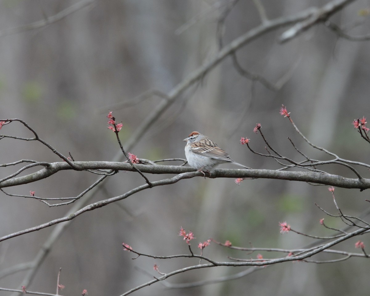 Chipping Sparrow - Daniel S.