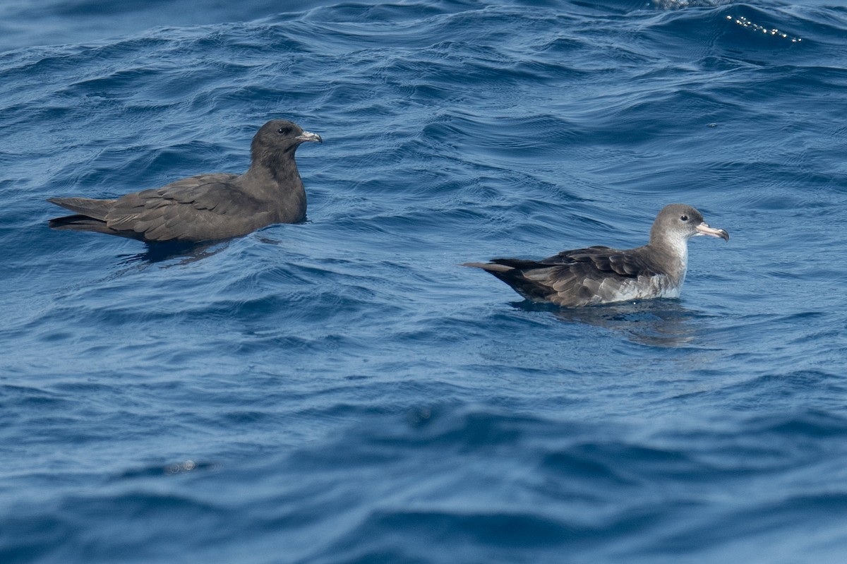 Pink-footed Shearwater - ML616960555