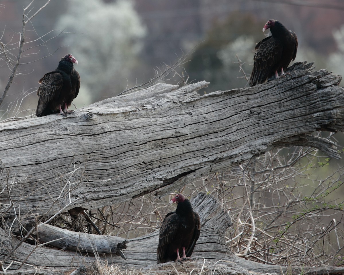 Turkey Vulture (Northern) - Daniel S.