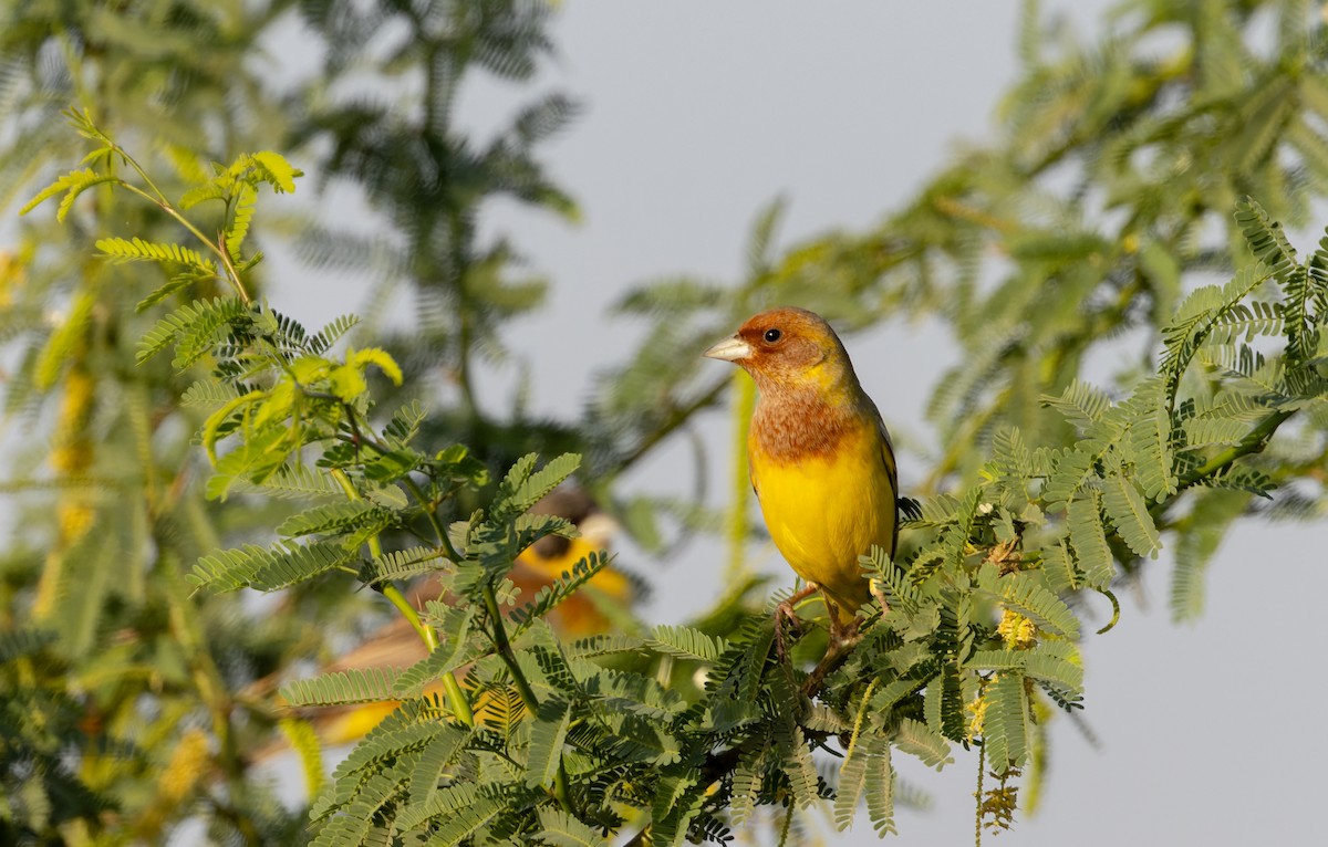 Red-headed Bunting - ML616960623