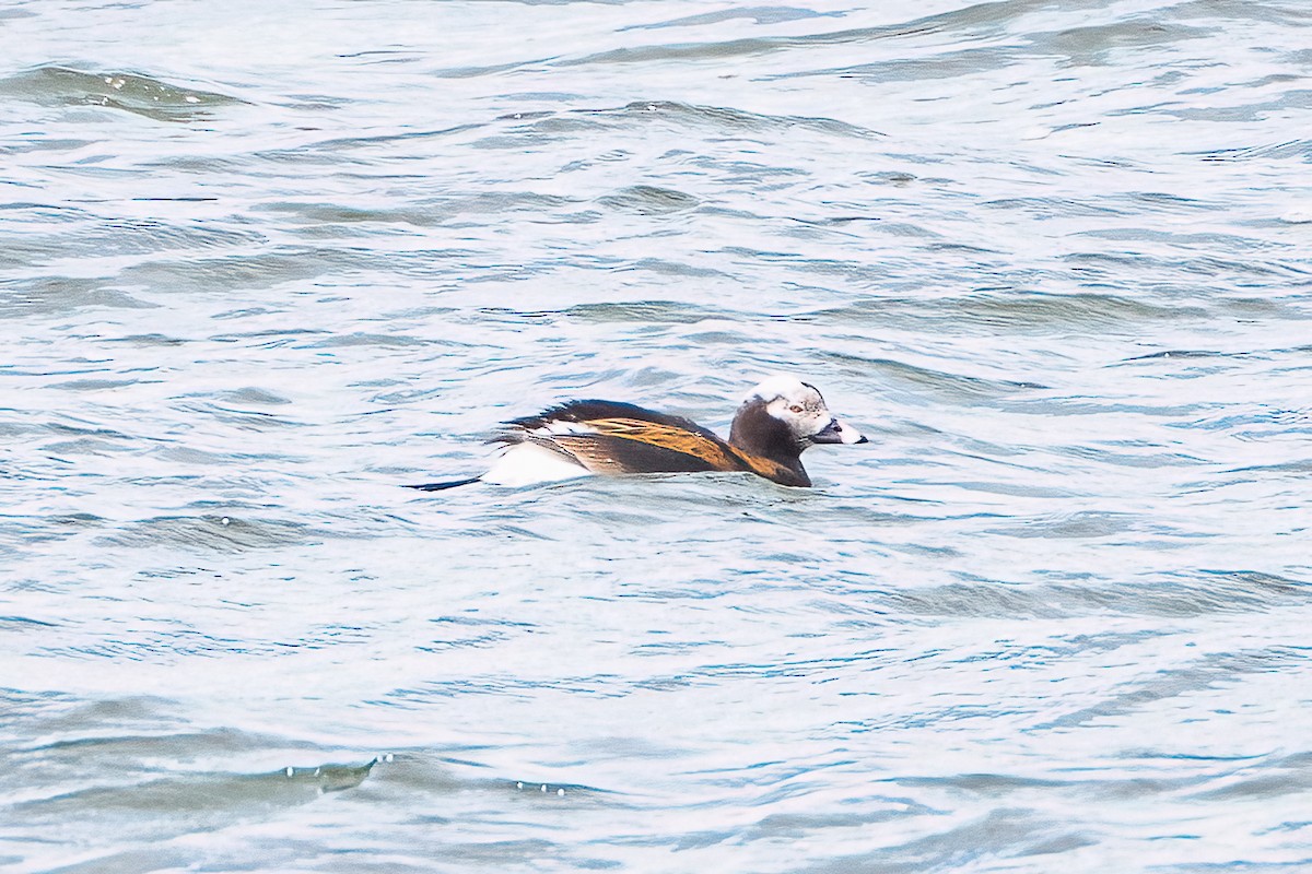 Long-tailed Duck - ML616960633