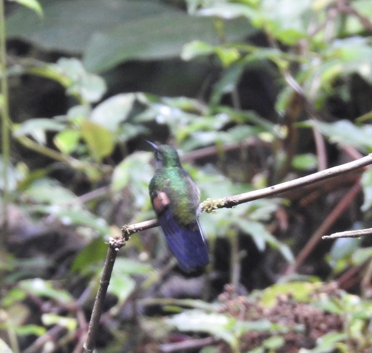 Stripe-tailed Hummingbird - ML616960640