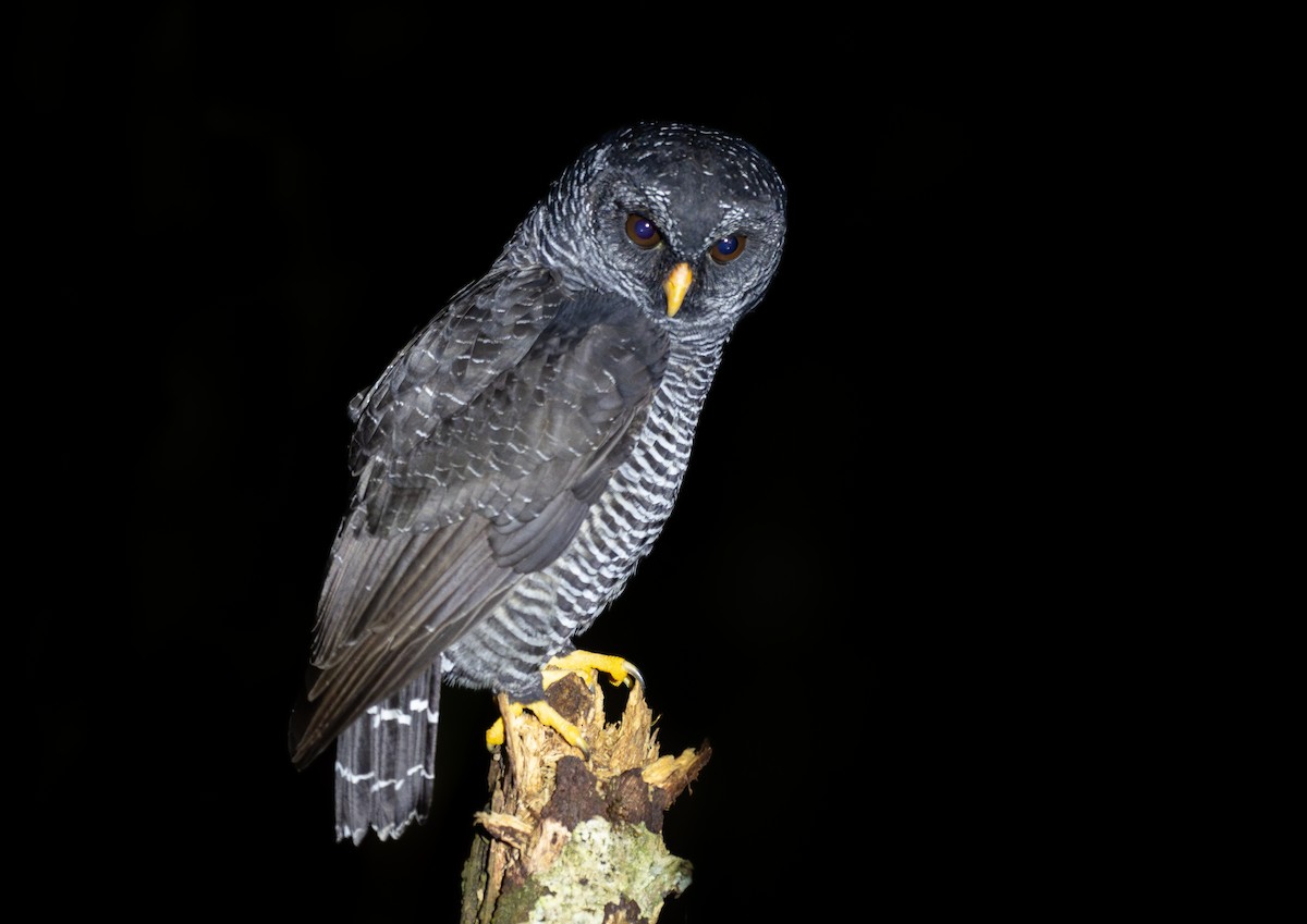 Black-banded Owl (San Isidro) - ML616960764
