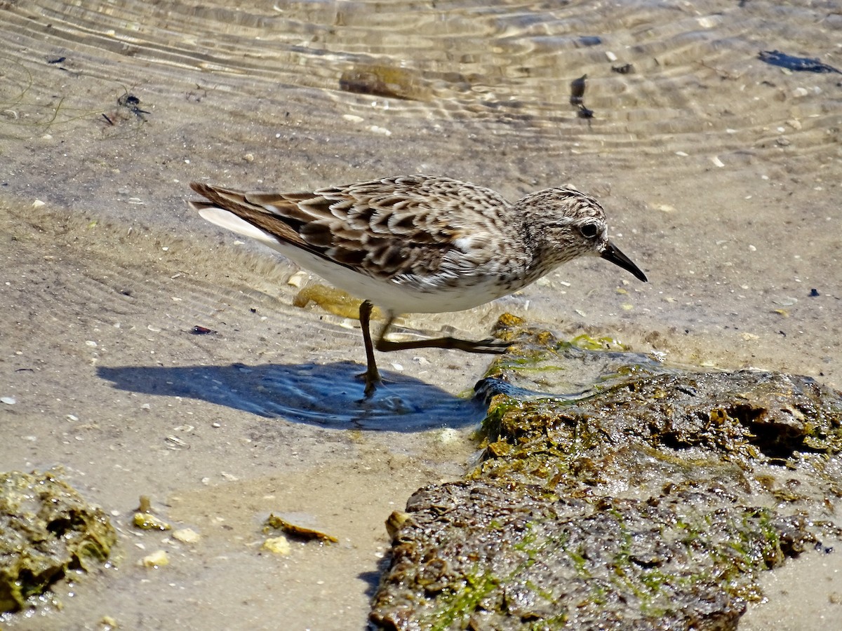 Least Sandpiper - Rich  Rehrig