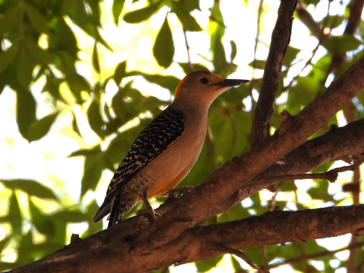 Golden-fronted Woodpecker - ML616960829