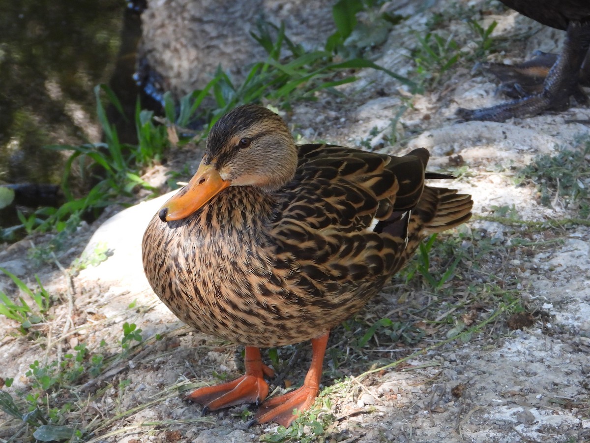 Mexican Duck - ML616960832