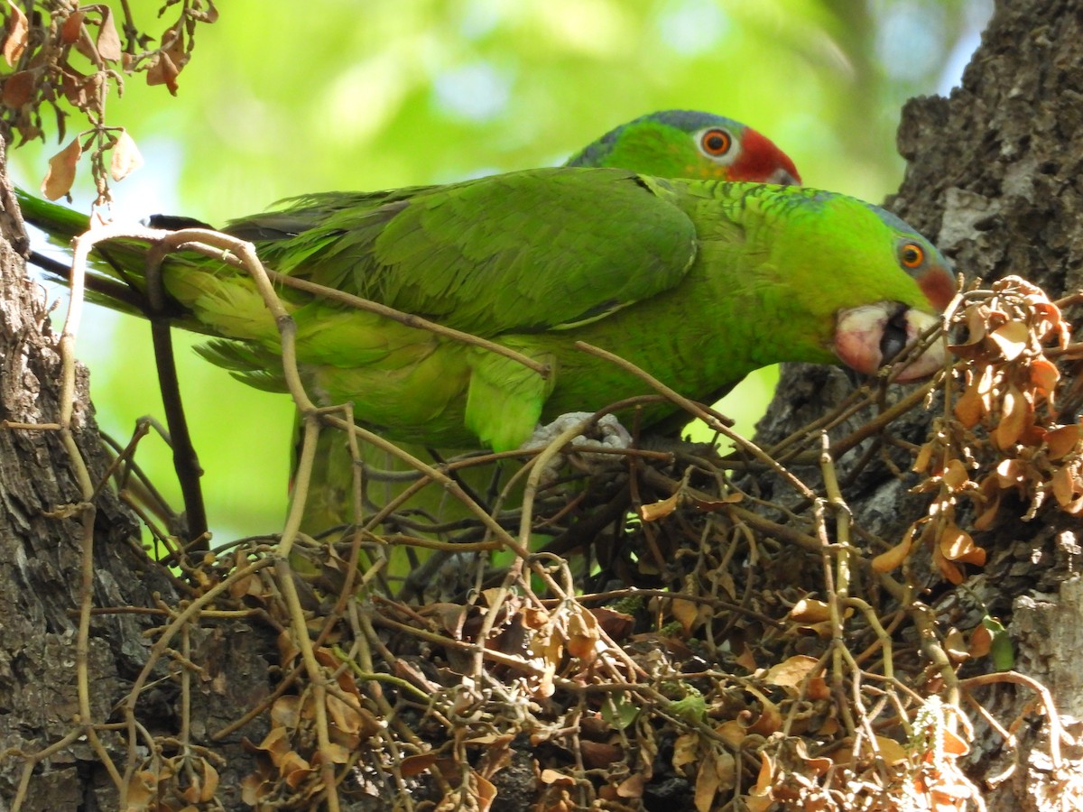 Lilac-crowned Parrot - ML616960859