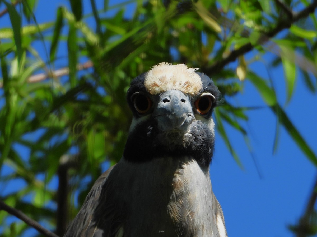 Yellow-crowned Night Heron - Rocío Reybal 🐦