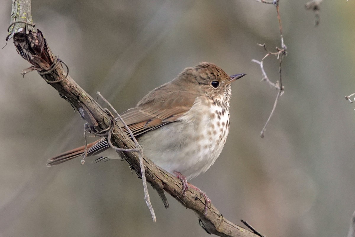 Hermit Thrush - Peter  Dy-Liacco
