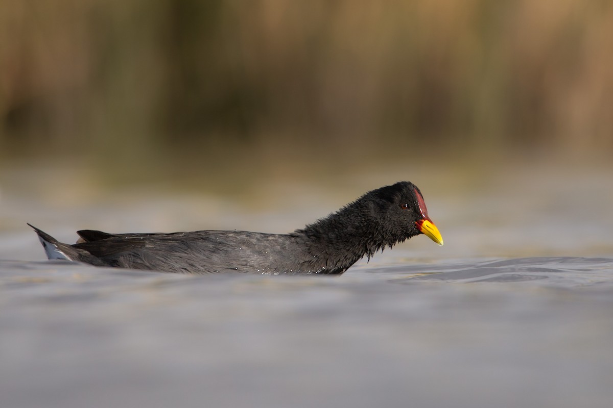 Red-fronted Coot - ML616961056
