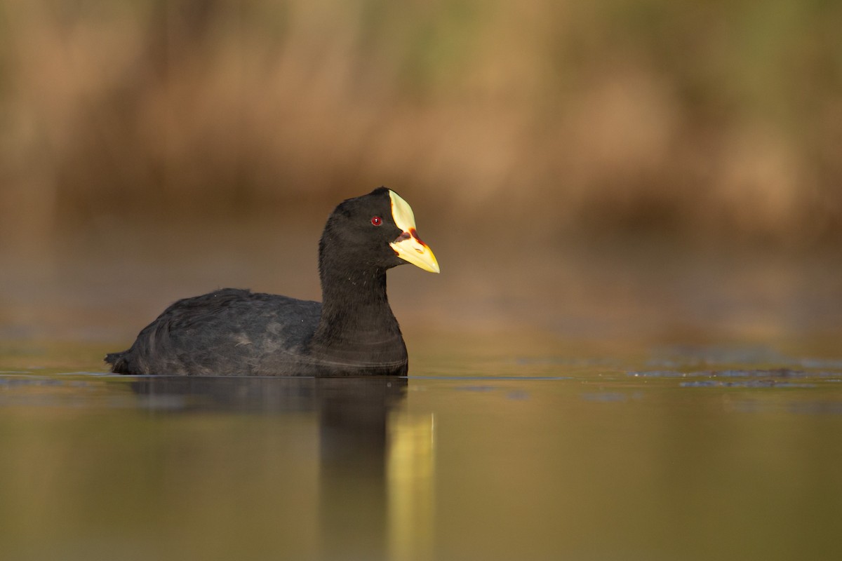 Red-gartered Coot - ML616961079