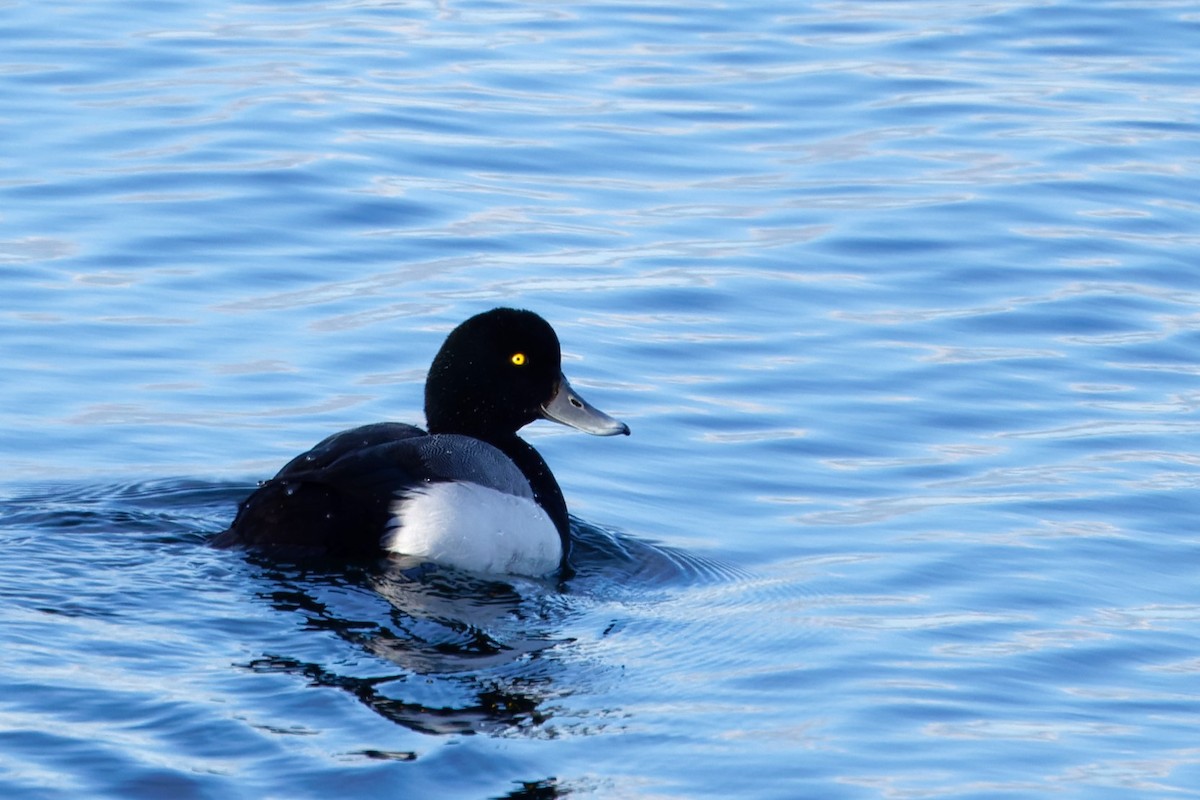 Greater Scaup - ML616961173