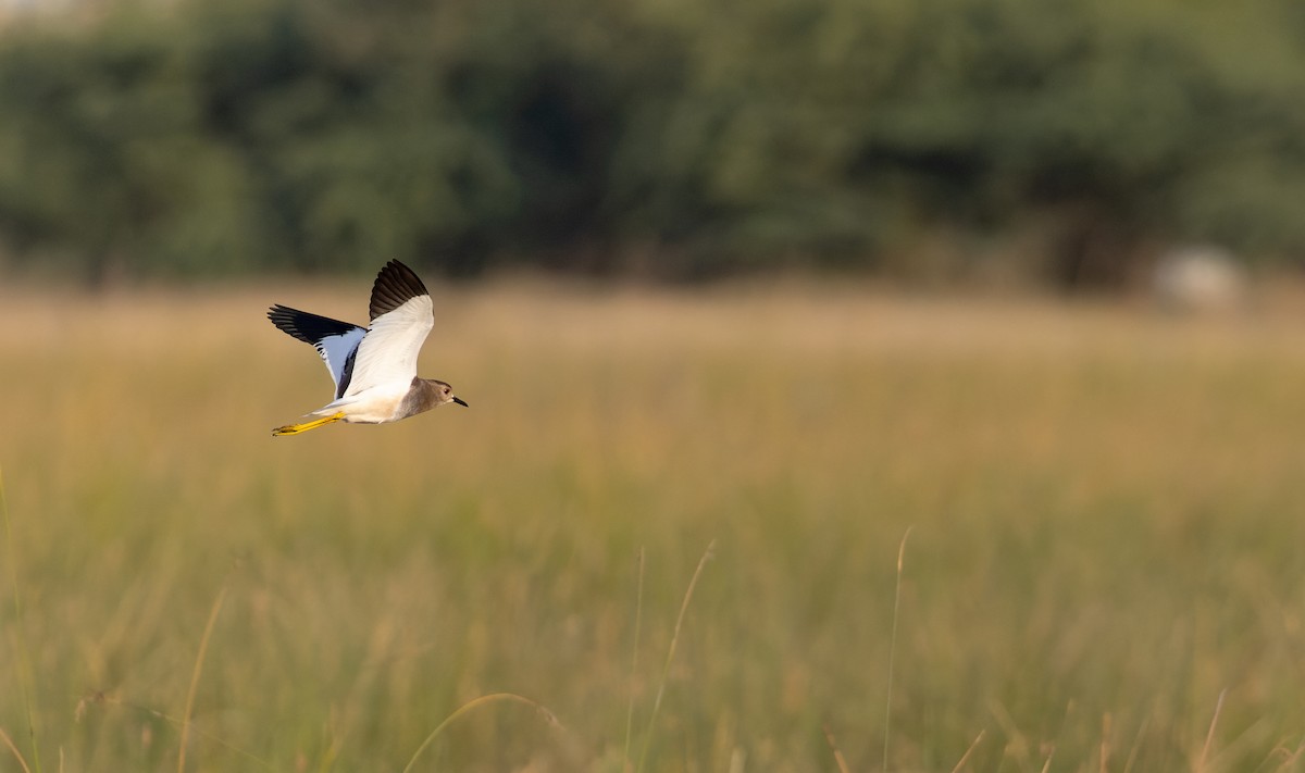White-tailed Lapwing - ML616961198