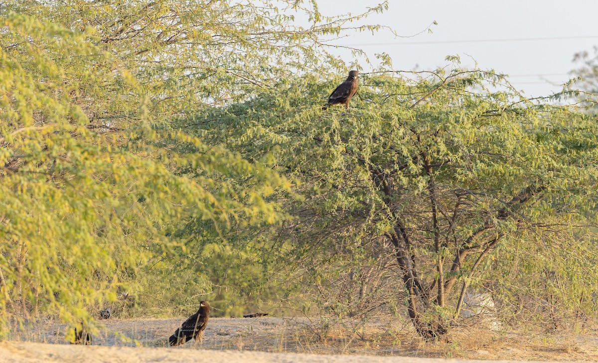 Indian Spotted Eagle - ML616961208