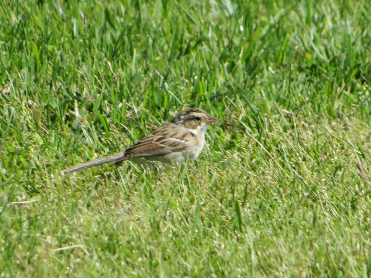 Clay-colored Sparrow - ML616961291