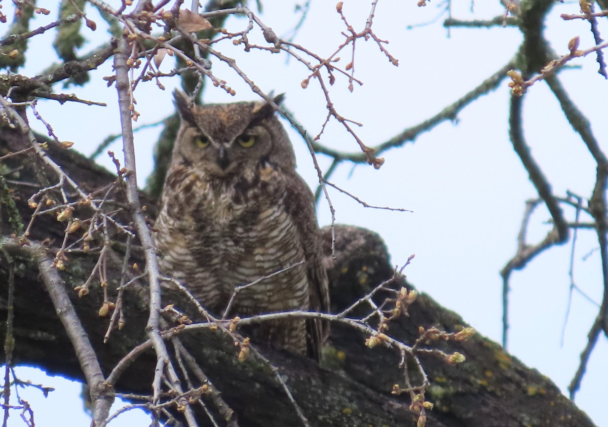 eBird Checklist - 5 Apr 2024 - Rasmussen Ranch - 16 species