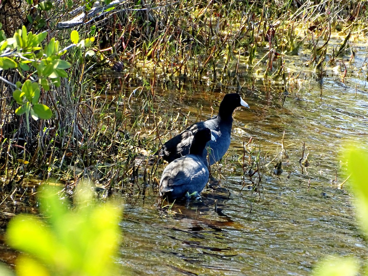 American Coot - Rich  Rehrig