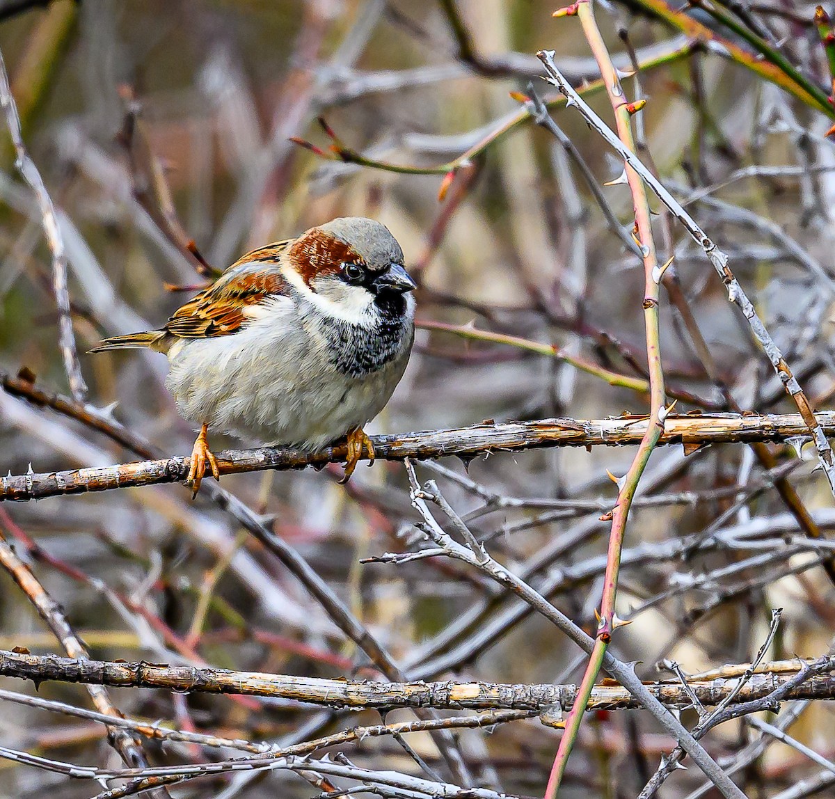 House Sparrow - Ken Miracle