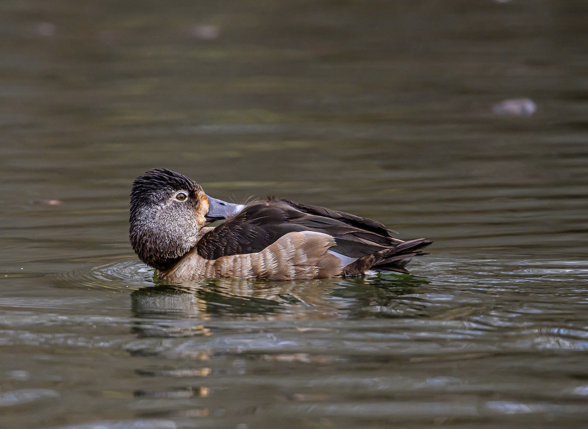 Ring-necked Duck - Ken Miracle