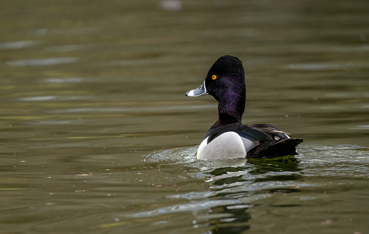 Ring-necked Duck - Ken Miracle