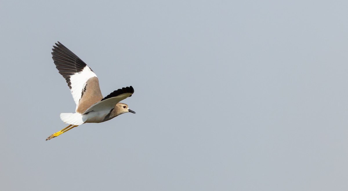 White-tailed Lapwing - ML616961526