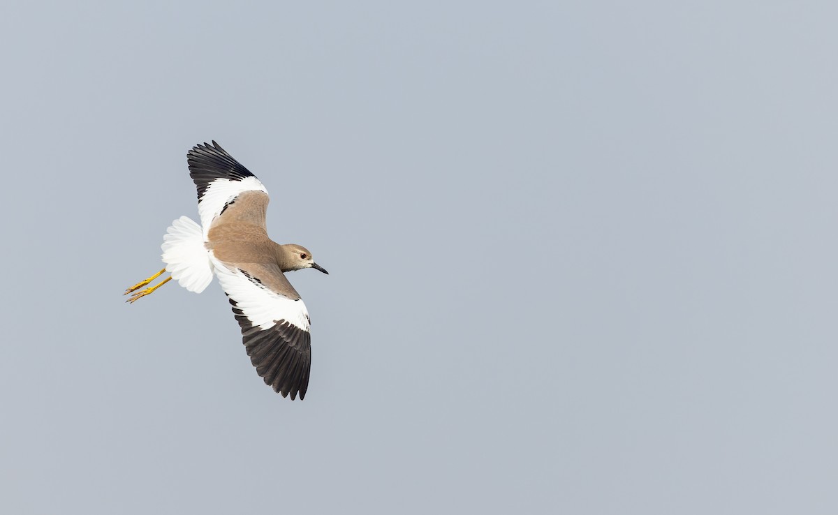 White-tailed Lapwing - Ian Davies