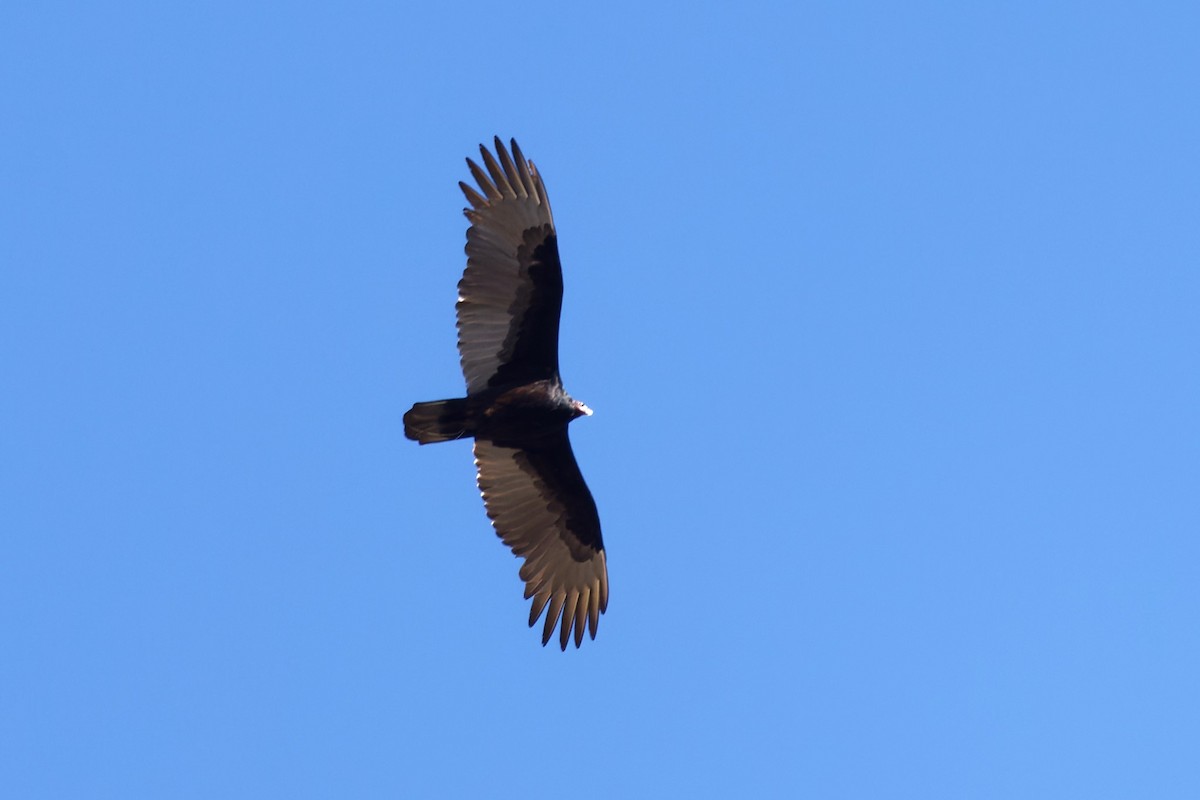 Turkey Vulture - ML616961535
