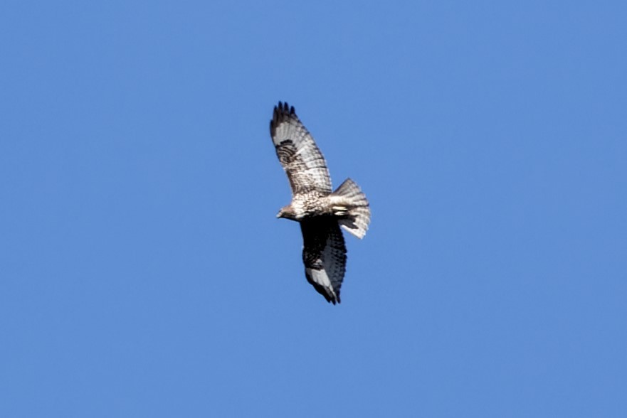 Red-tailed Hawk - ML616961540