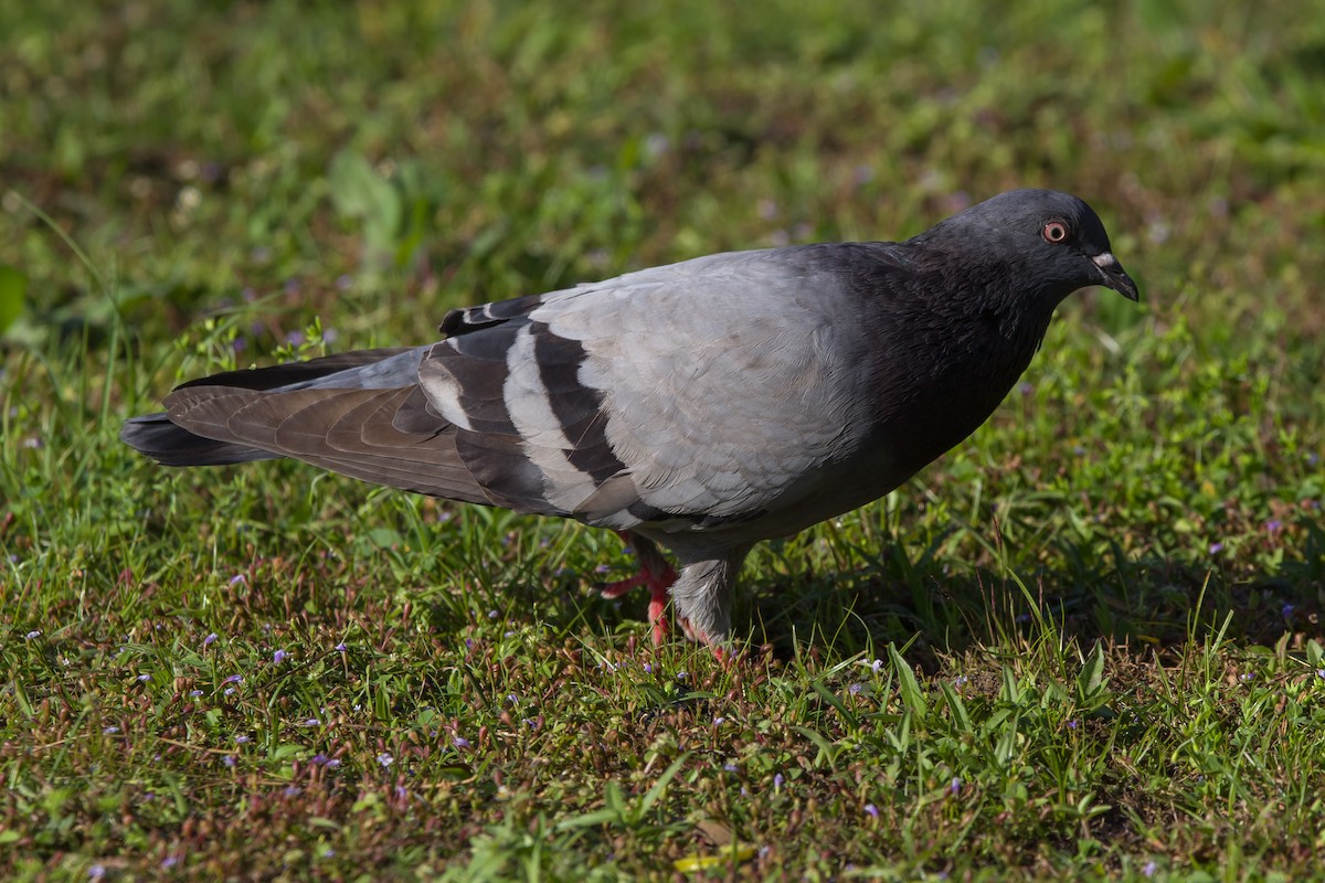 Rock Pigeon (Feral Pigeon) - ML616961693